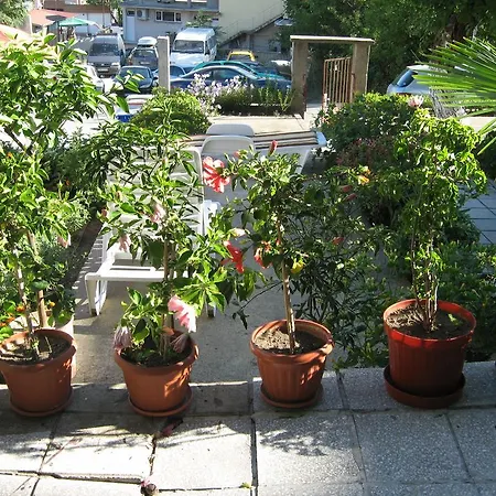 Bachvarovi